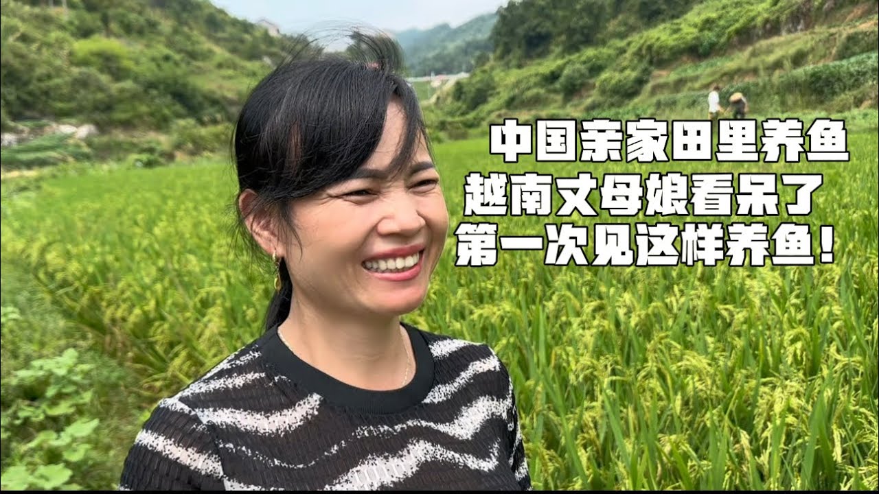 看见中国亲家在稻田里养鱼 越南丈母娘看呆了：第一次见这样养鱼