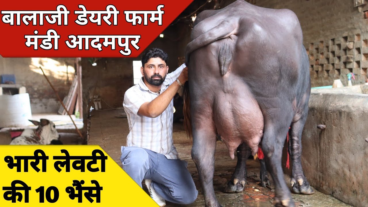 भारी लेवटी की ताजा ब्याई दस भैंसे, एक ही जगह बिक्री के लिए | Balaji Dairy Farm Adampur (9416081706)