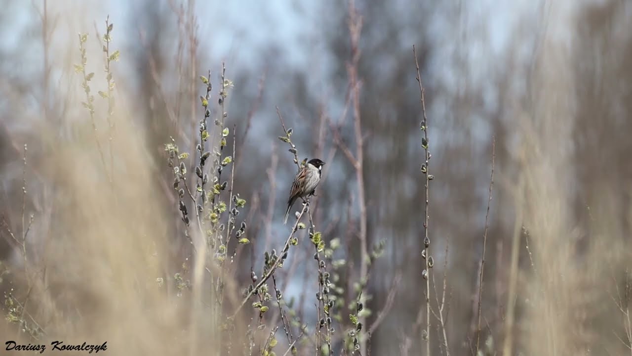 Śpiewający potrzos (Emberiza schoeniclus, common reed bunting), Zakole Wawerskie, Warszawa