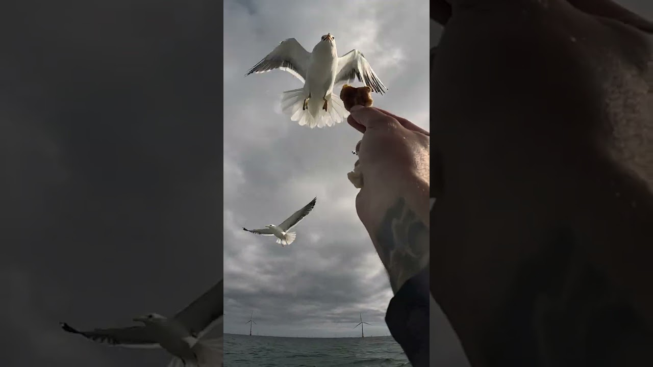 Hand feeding the seagulls out in the sea
