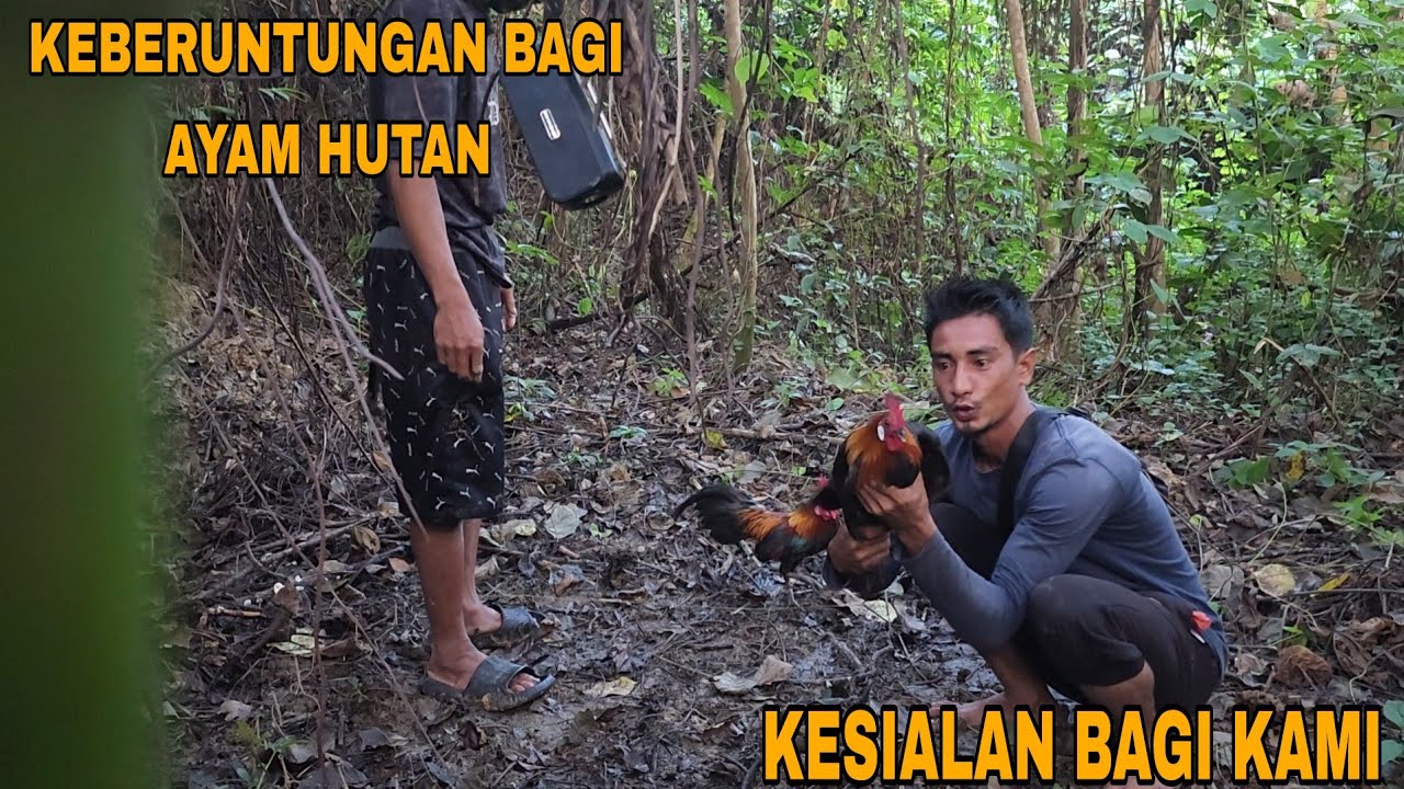 KALIAN LIHATLAH INI_HANYA DI SAMPING RUMAH ADA BANYAK KONIN DAN AYAM HUTAN