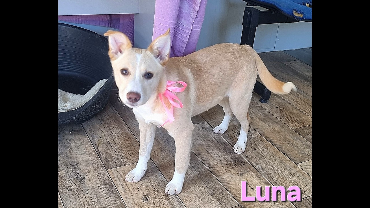 LUNA l'ultima della cucciolata degli Halloween