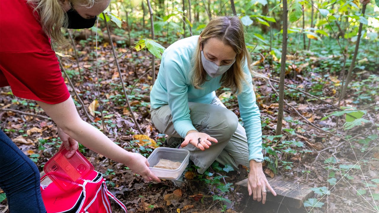 Population Ecology and the Impact of Climate Change