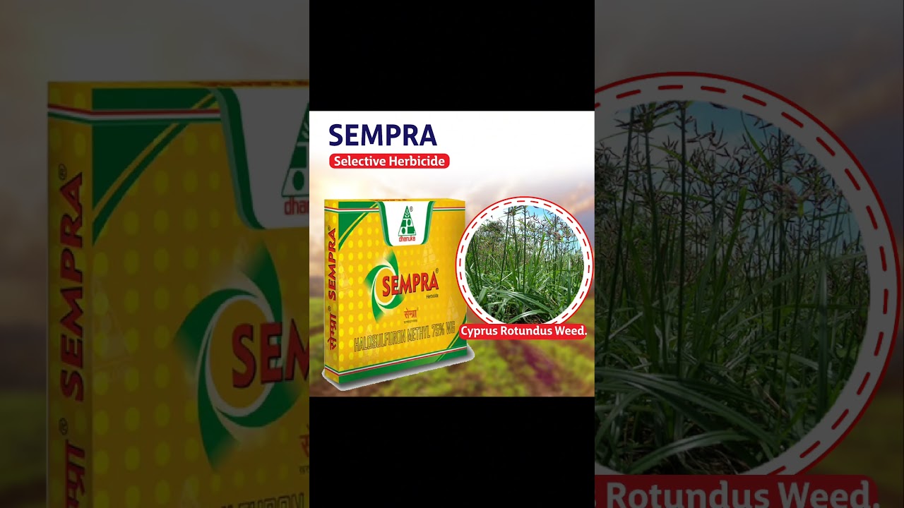 Sempra Herbicides #agriculture #farming #farmer #organic #plants #insecticide #dhanuka #travel