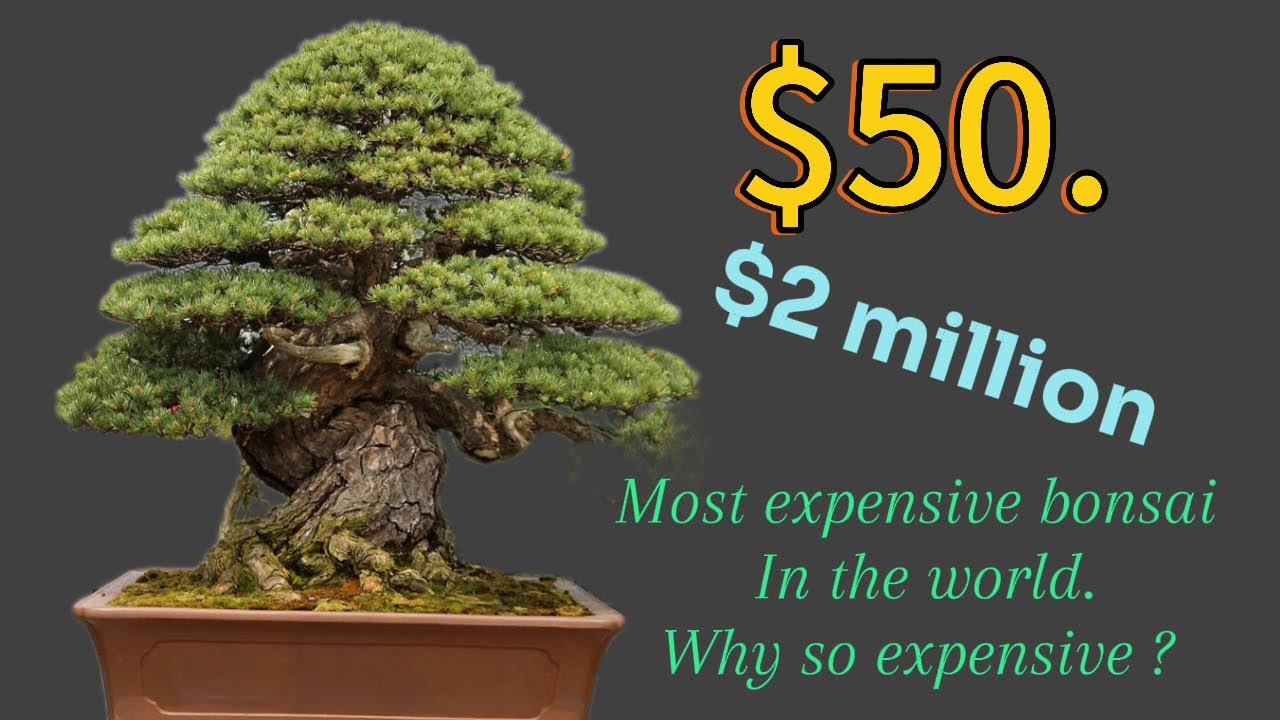 What Separates a £50 Bonsai from a £50,000- £2 million one