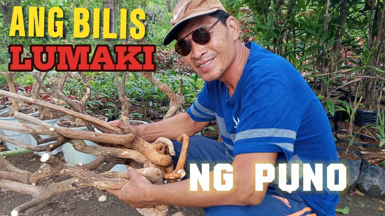 PAANO MAPAPA BILIS LUMAKI ANG MGA PUNO NG BOUGAINVILLEA PLANTS.