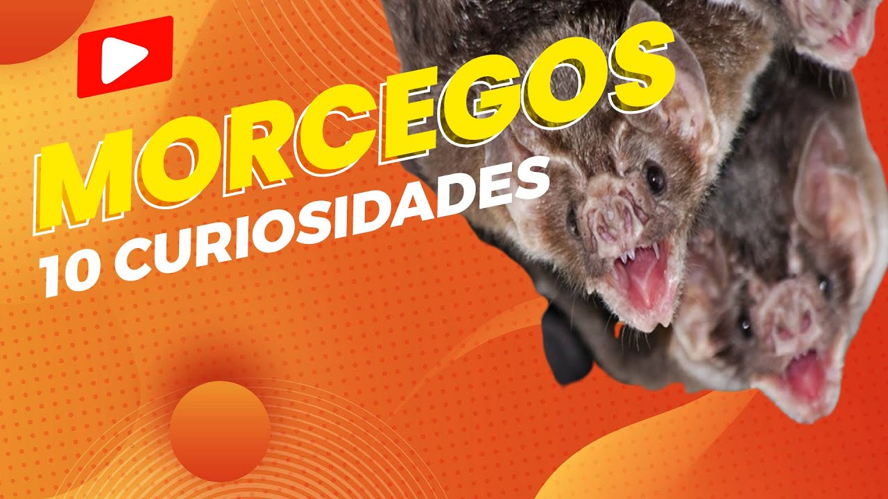10 CURIOSIDADES SOBRE O MORCEGO