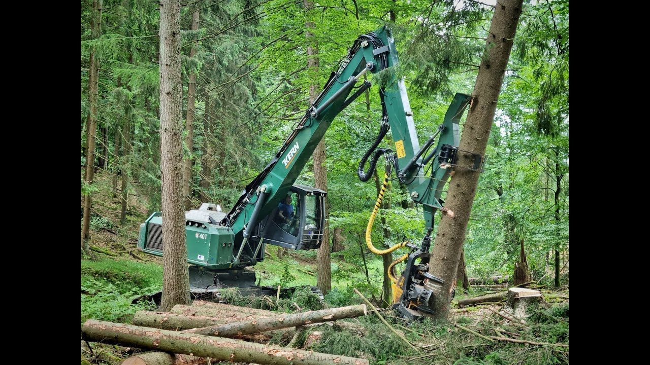 🌲*KönigsTiger in strong wood 6,4fm* • Atlas Königstiger Kern 40T • biggest Harvester • LoggingVideo🌲