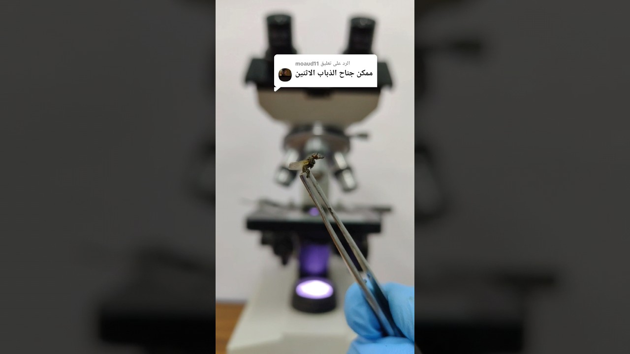جناح الذبابة الأيمن Vs الجناح الأيسر