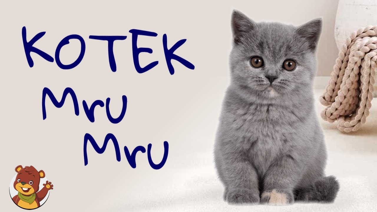 Mruczy Kotek mru mru mru | Miś Tami TV | Piosenki dla dzieci
