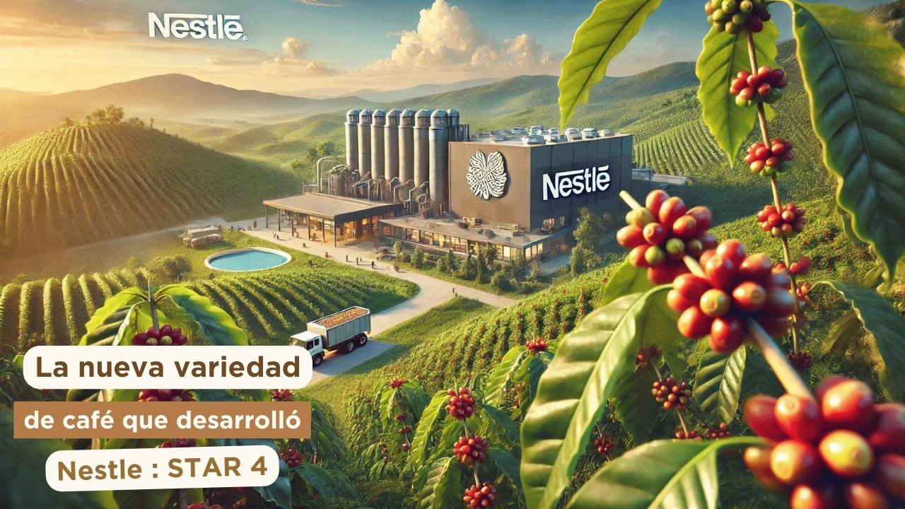 La nueva variedad de caf&eacute; que desarroll&oacute; Nestle : STAR 4 | Ep. 241