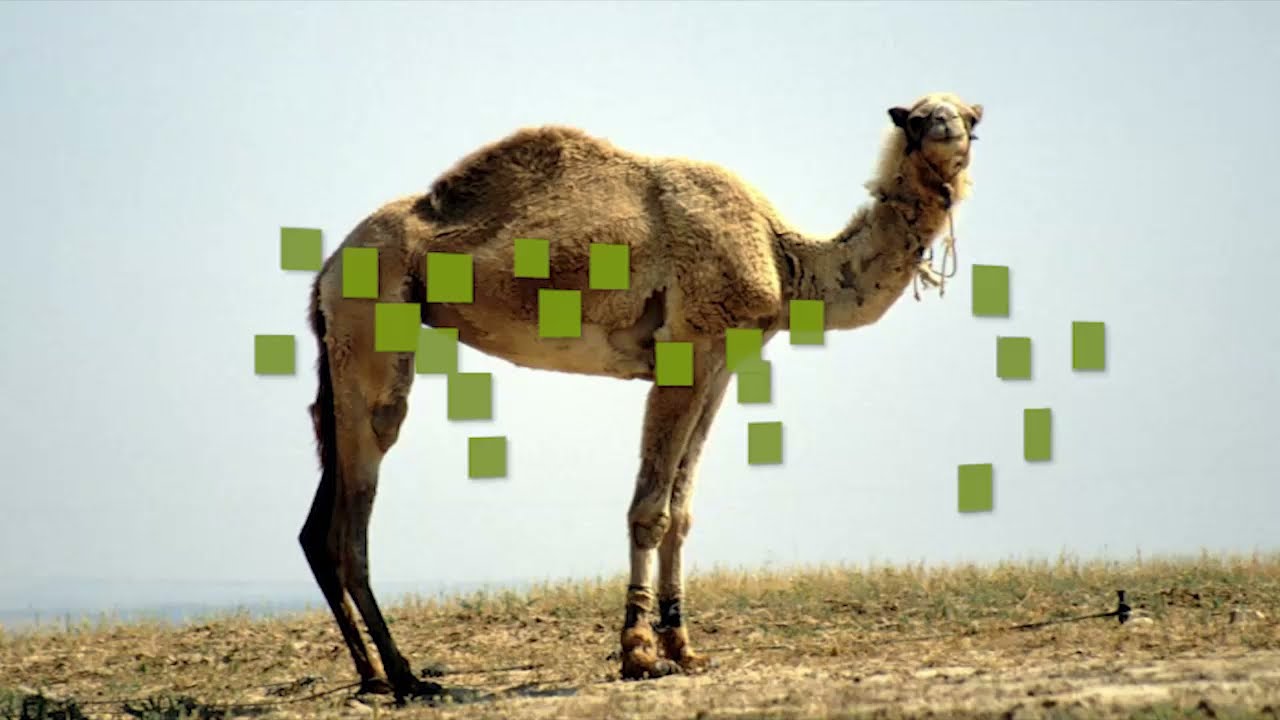 Dromedario - Animali - Deserto