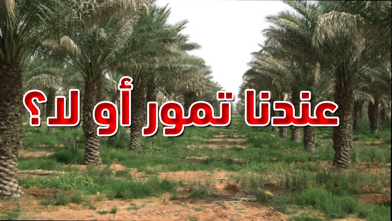 عندنا تمور أو لا ؟