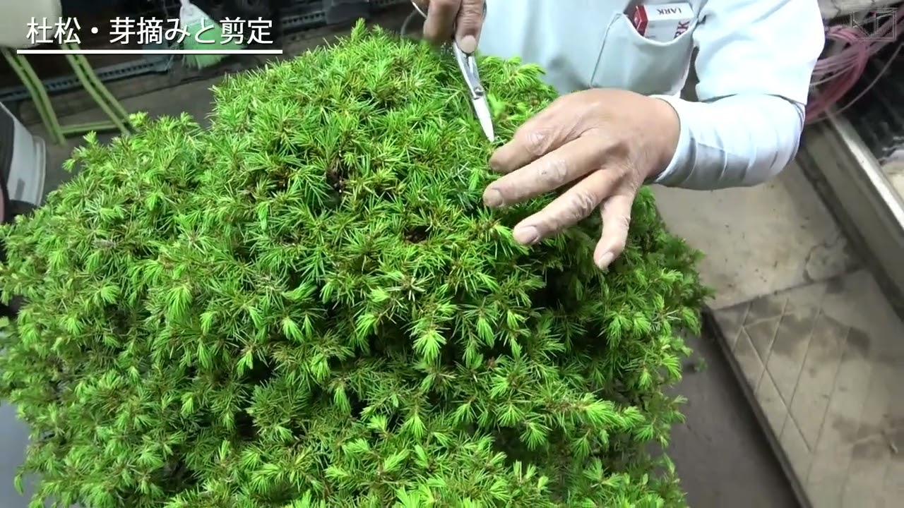 杜松、芽摘みと剪定