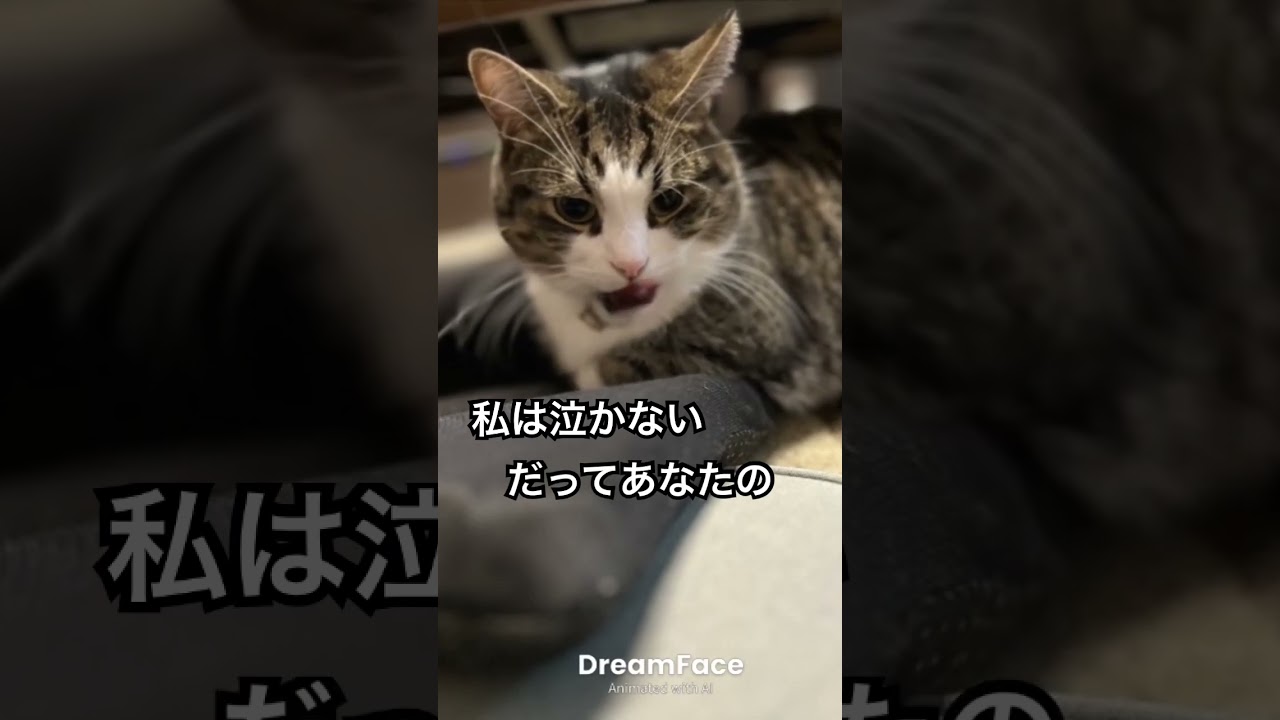 #旅立ち #松山千春 #cat #猫のいる暮らし #歌 #catvideos #歌詞有