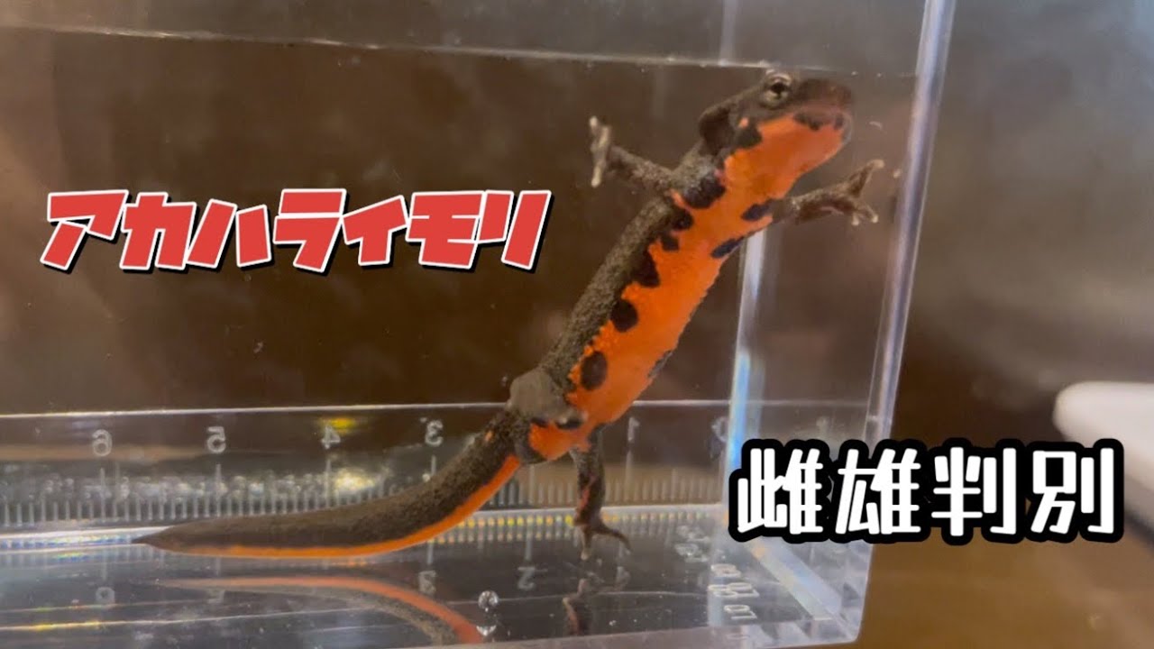 アカハライモリの雌雄判別をしてみました。