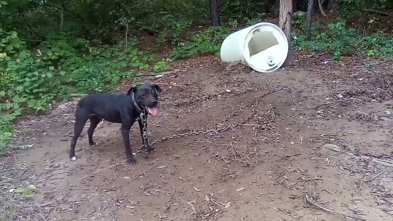 apbt yard tour