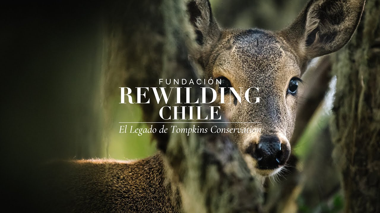 Rewilding Chile, el legado de Tompkins Conservation