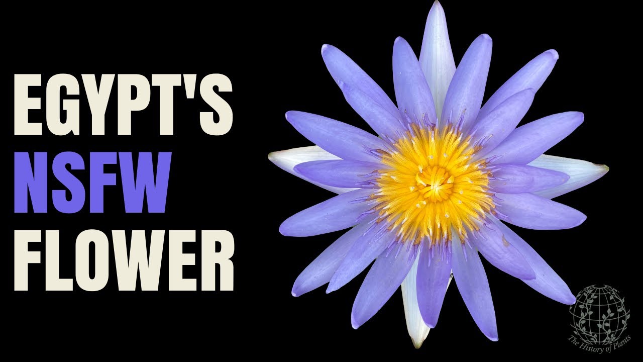 The Blue Lotus: Egypt's Sacred & Scandalous Bloom 🌸