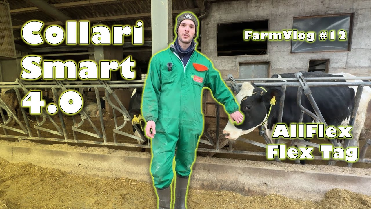 Farm Vlog#12 | Collari Smart per le vacche | Allflex Flex Tag |