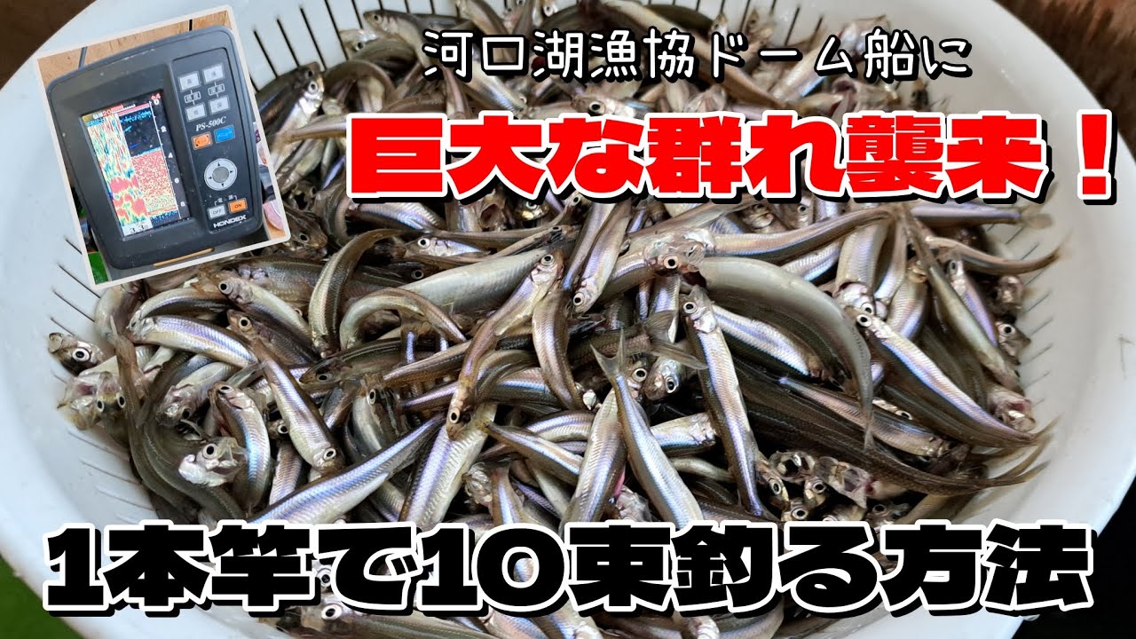 【ワカサギ釣り】巨大な群れ襲来！1本竿で10束釣る方法【河口湖漁協ドーム船2号】