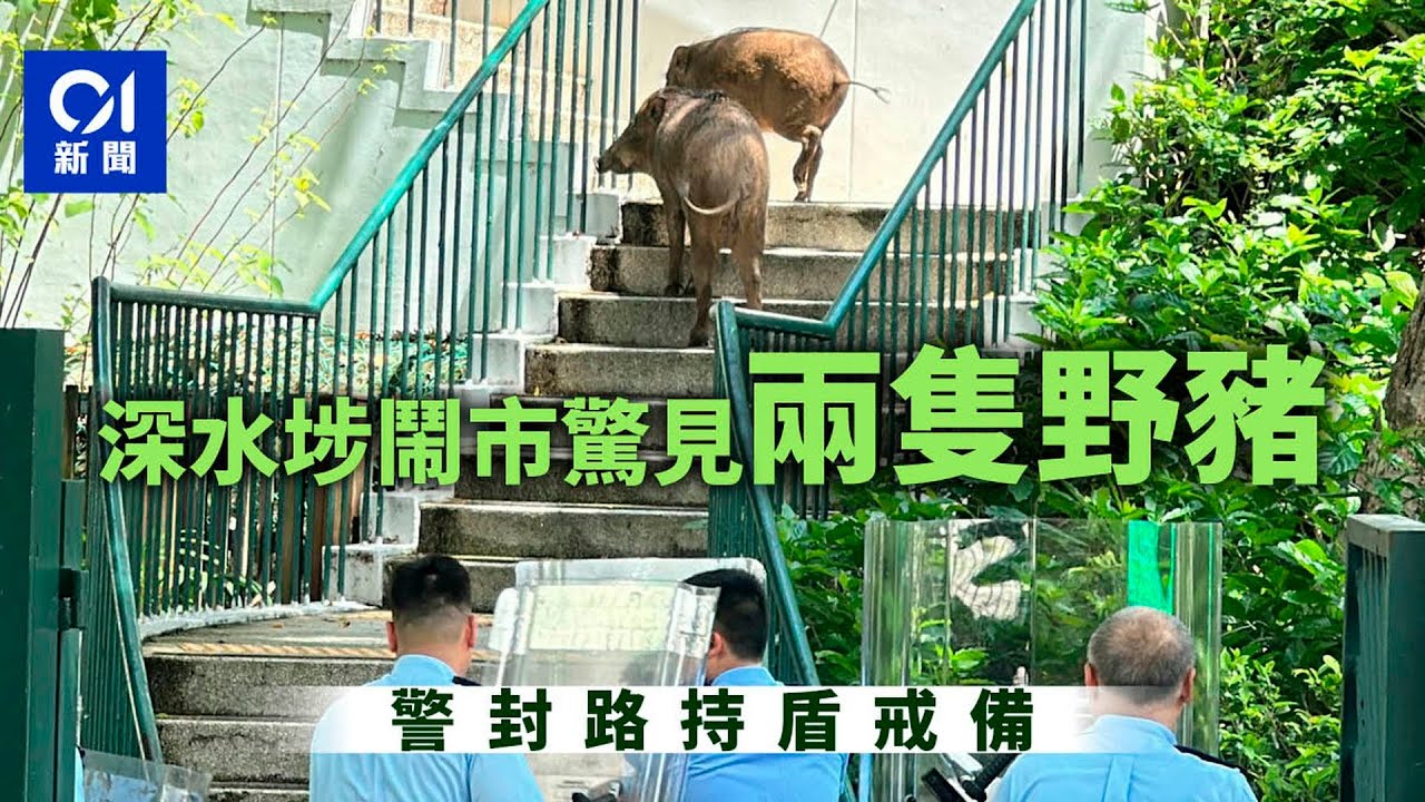 兩野豬結伴闖深水埗　警圍封上李屋花園　終由獸醫麻醉槍制服抬走｜01新聞｜野豬｜深水埗