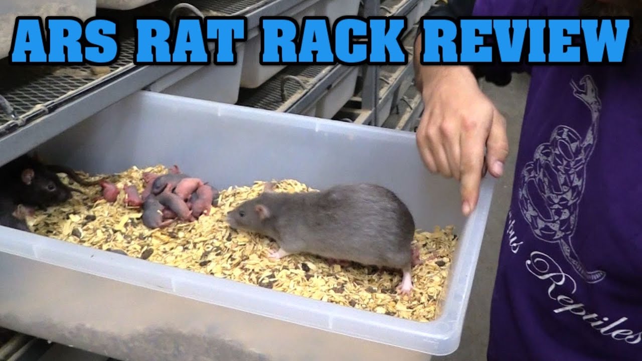Долгосрочный обзор ARS Rat Rack! Они ужасны?