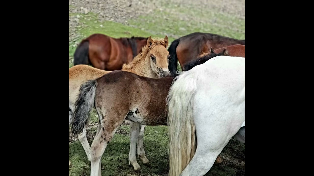 Халық әні БІР БАЛА 