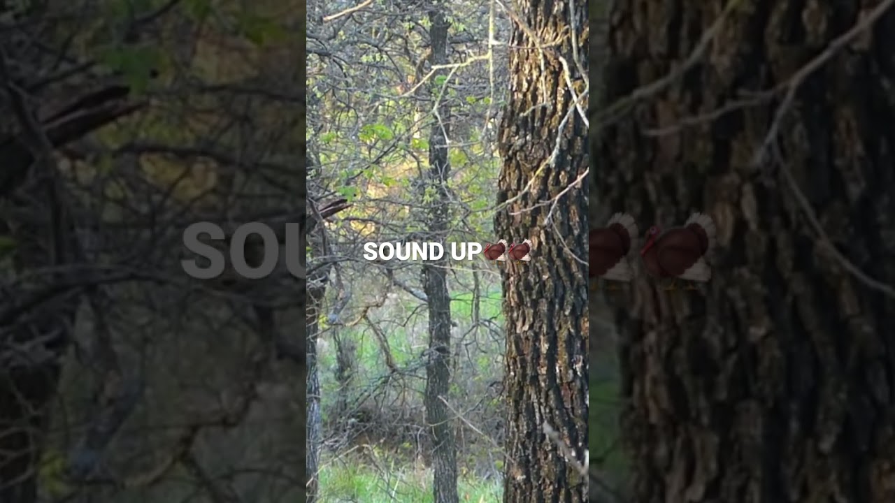 Who&rsquo;s ready to hear spring thunder???? #weekendwarriors #turkeyhunting #turkeyseason