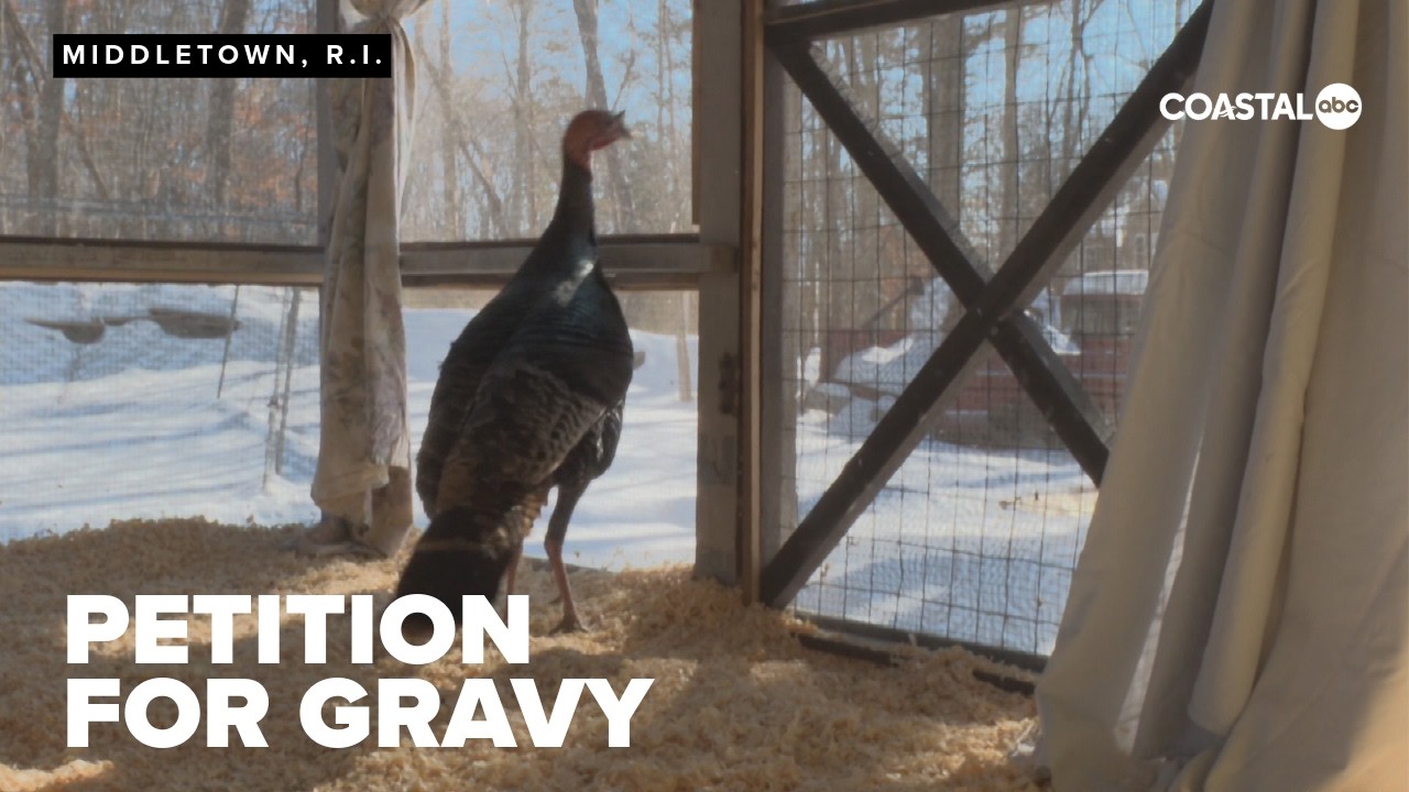 Petition started to relocate Gravy the turkey