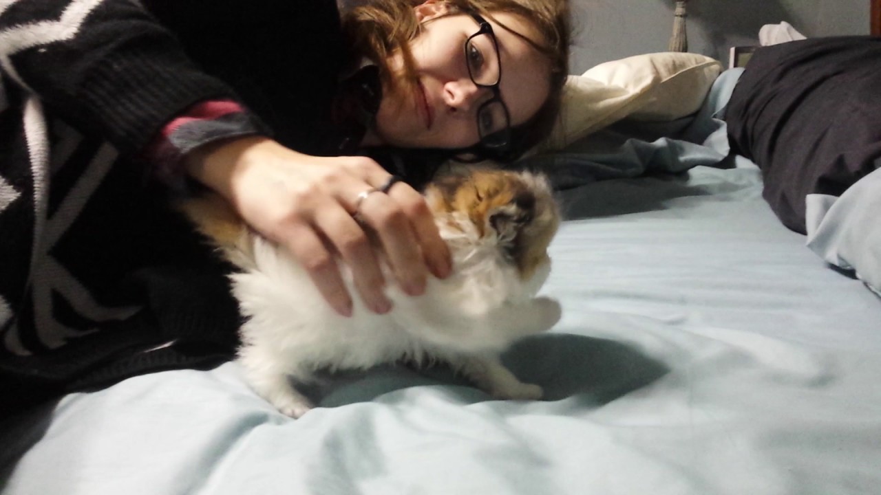 5 weeks old persian baby so cute