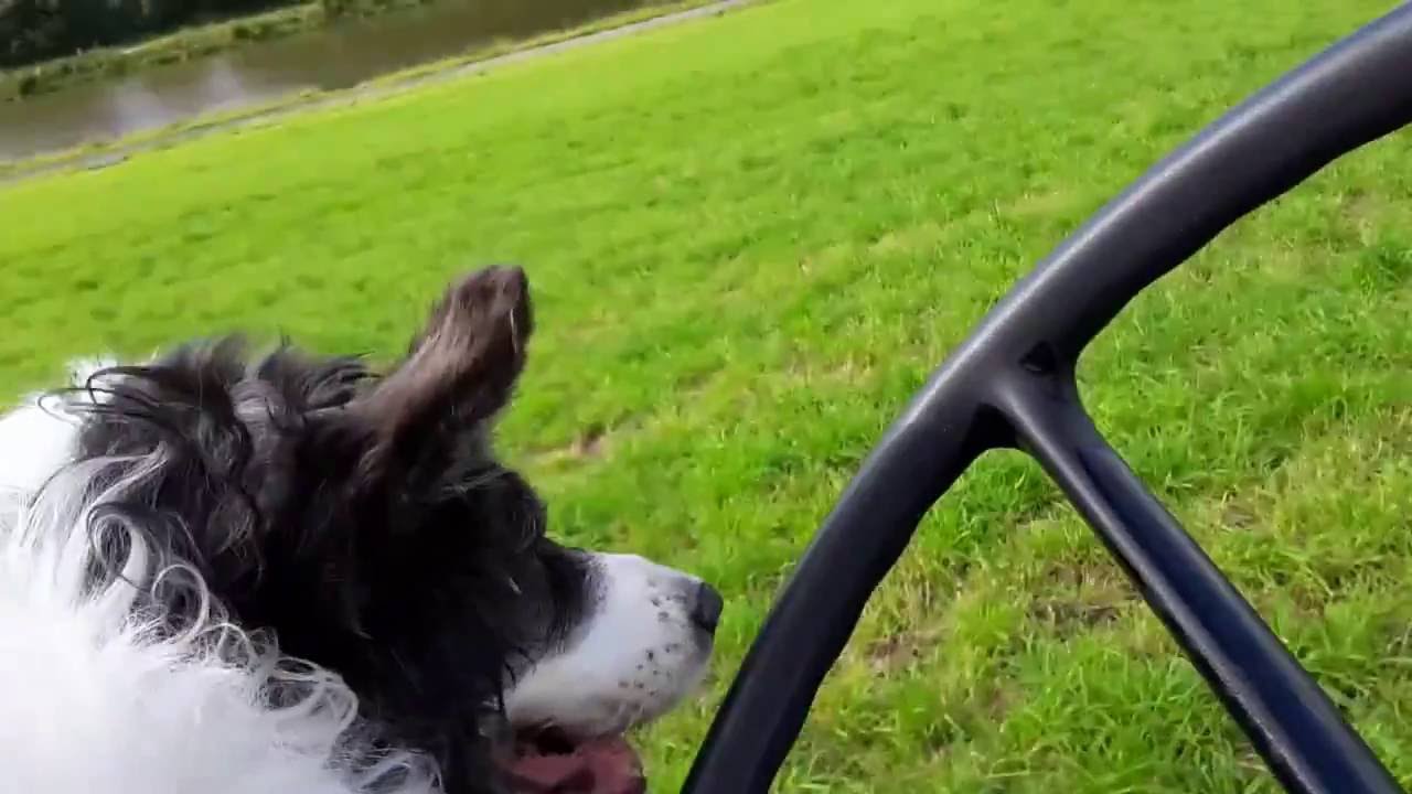 Mon vieux Border Collie et son Deutz  D30s 🎬🐶🚜🎥  07/2015
