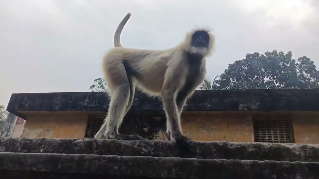 আজকে হনুমান না প্রথম কুকুরকে খাওয়াতে হলো  দেখো কেন? 🙉🐶💞#hunuman #mankey #viral#blog ‌