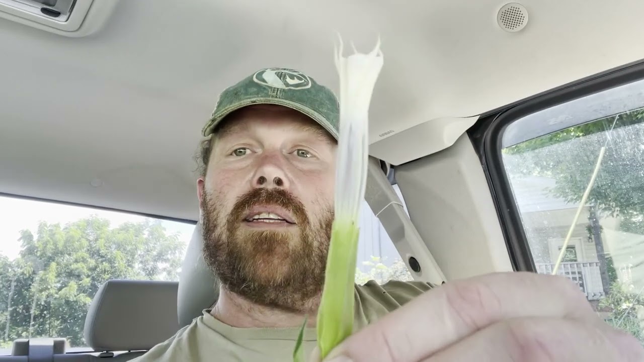 JIMSONWEED-How to instantly identify and use.