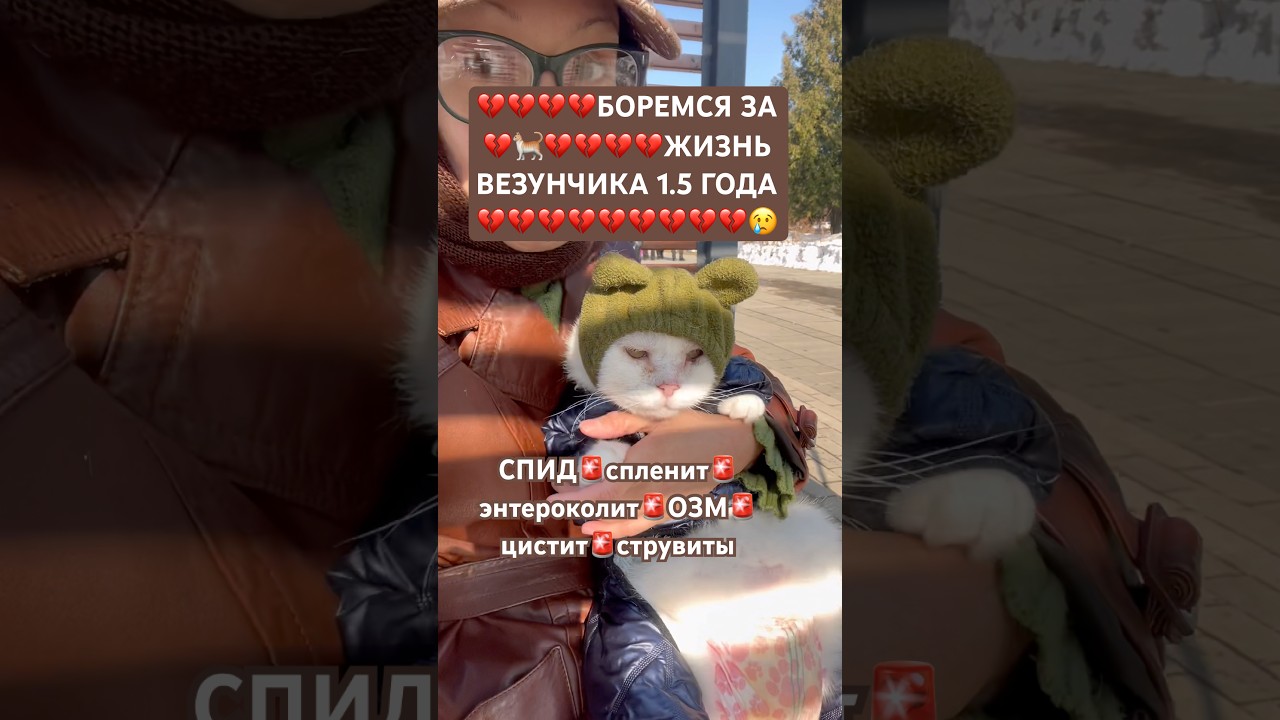 🫶🏽5469 9802 5787 5217 (сбер) 5536 9138 4579 5034 (тинь) #god #shorts #news #cat #love #помощь