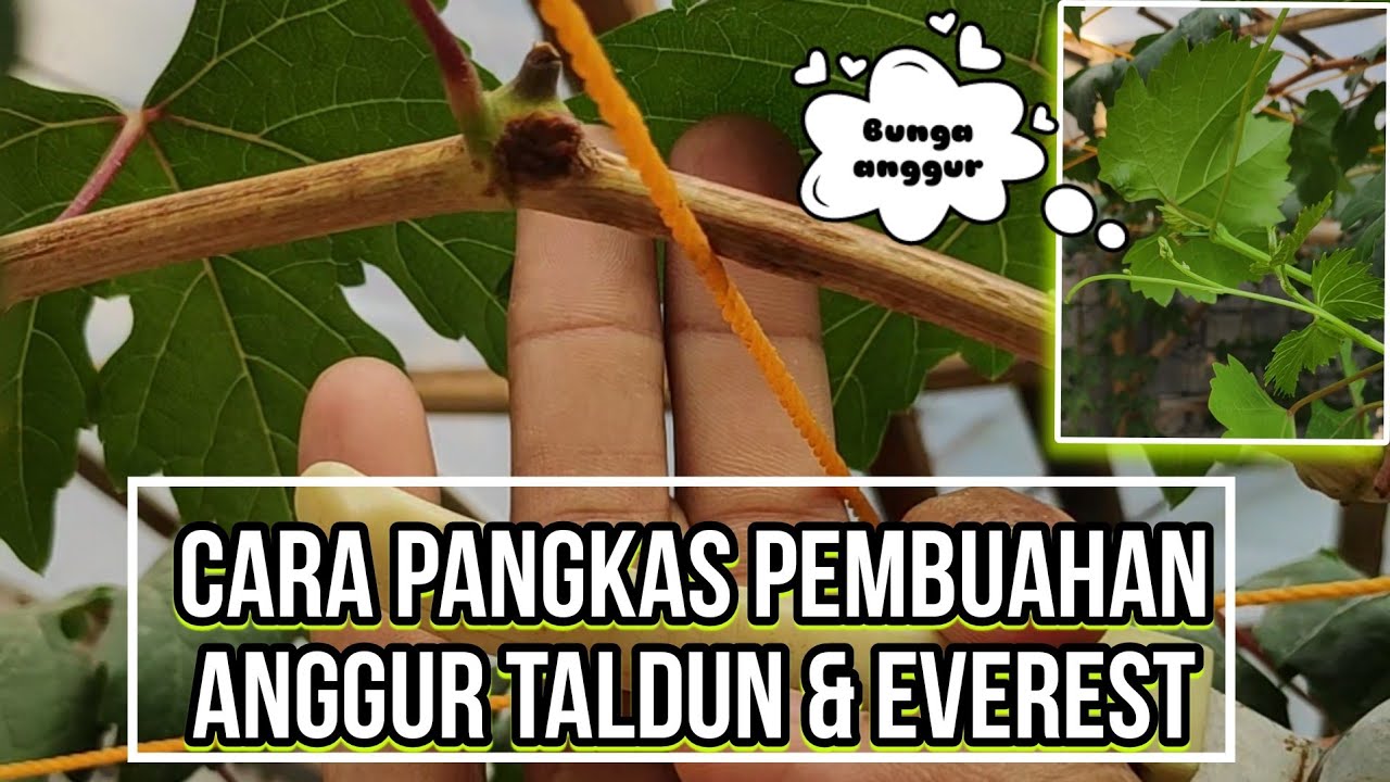 Cara Pangkas pembuahan pohon anggur taldun dan everest 