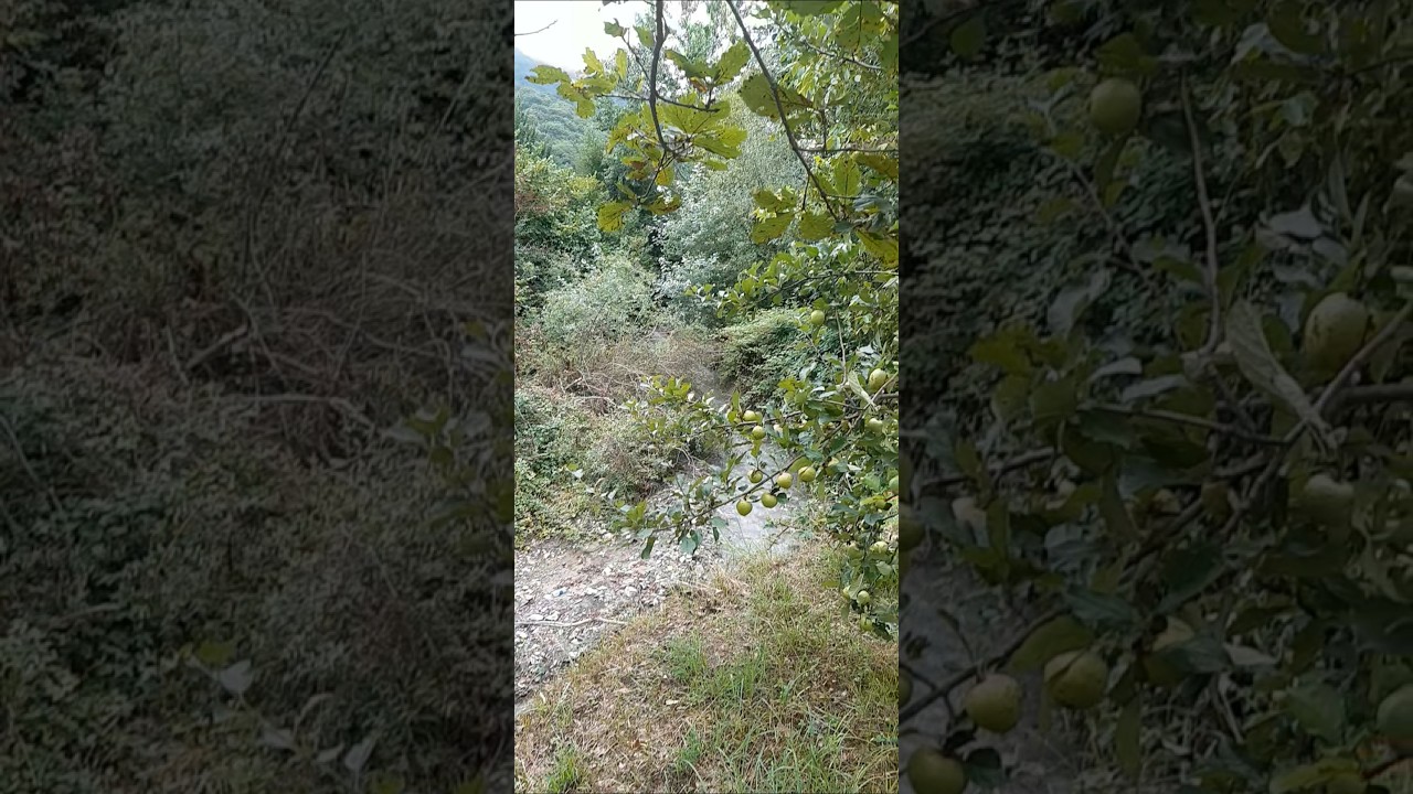 Яблонька над речкой #relaxing #asmr #nature #шемаха #appletree #apple #яблоня #яблоко #природа