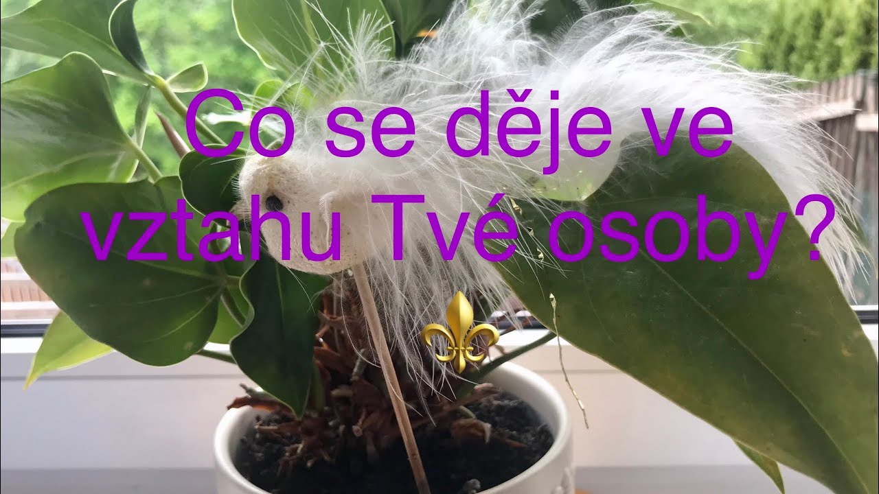Co se děje ve vztahu Tvé osoby? 🤔⚜️ Výklad na přání 🥳
