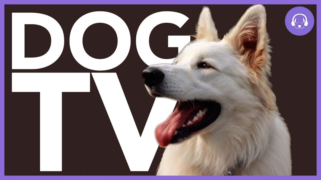 Entertaining DOG TV for Stressed, Bored or Depressed Dogs! Virtual Dog Walking Video