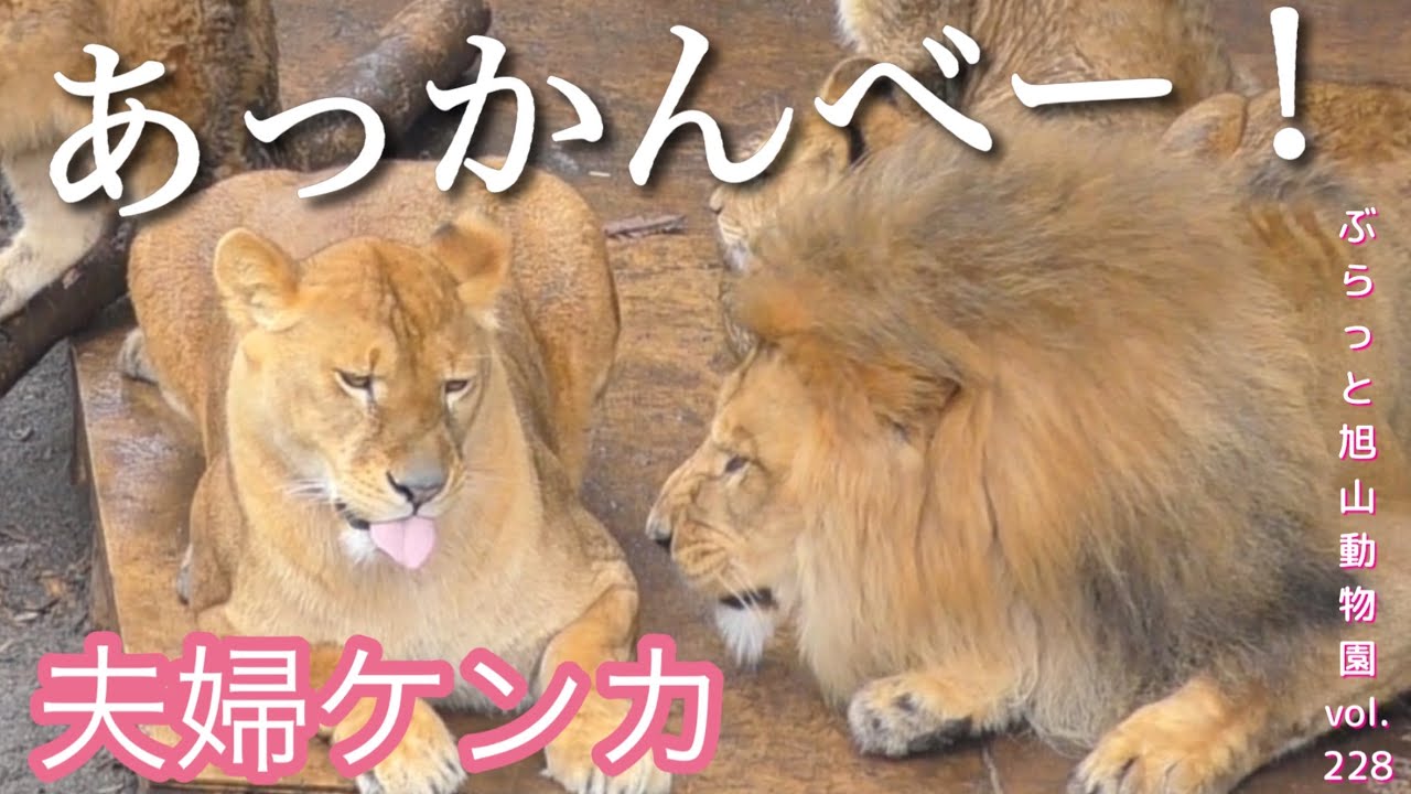 新婚夫婦あるある？夫婦ケンカ。雨が起こした奇跡！ライオン家族vol228@旭山動物園/lion couple fight,also common in human newlyweds
