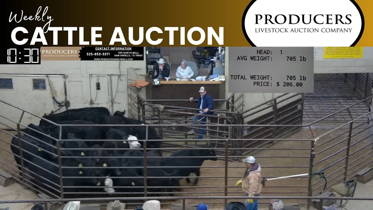 1/18/2024 - Producers Livestock Auction Company - Cattle Auction
