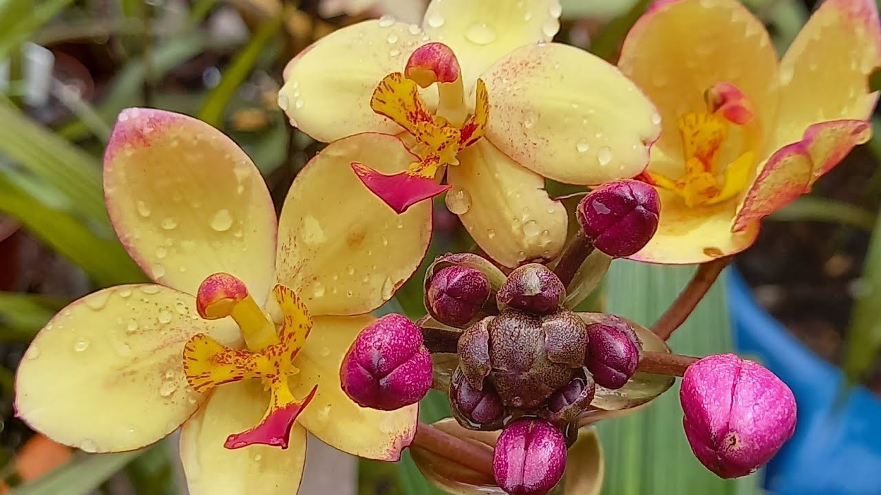 COMO FAZER GERMINAR AS CÁPSULAS DAS sphatoglottis