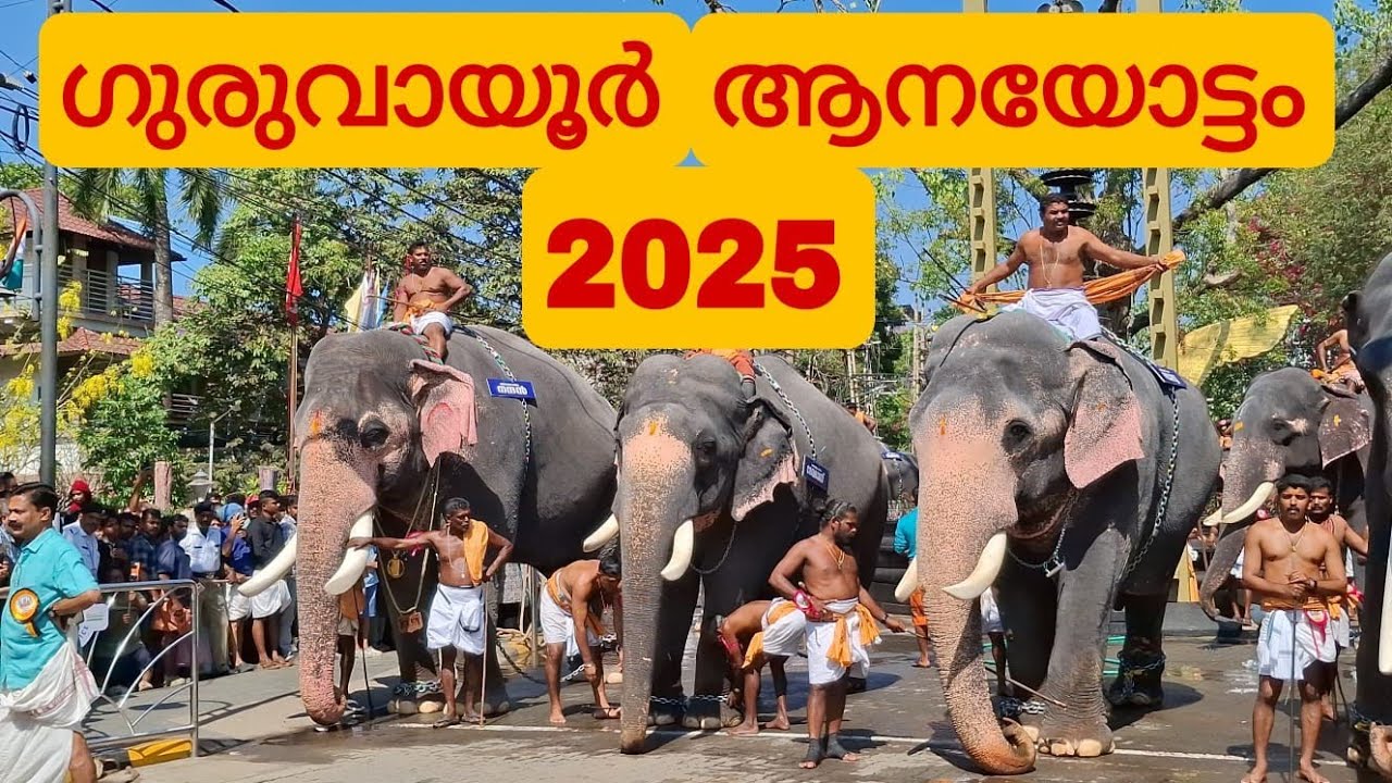 ഗുരുവായൂർ ആനയോട്ടം 2025 || Guruvayur Aanayottam 2025 || Guruvayur Ulsavam
