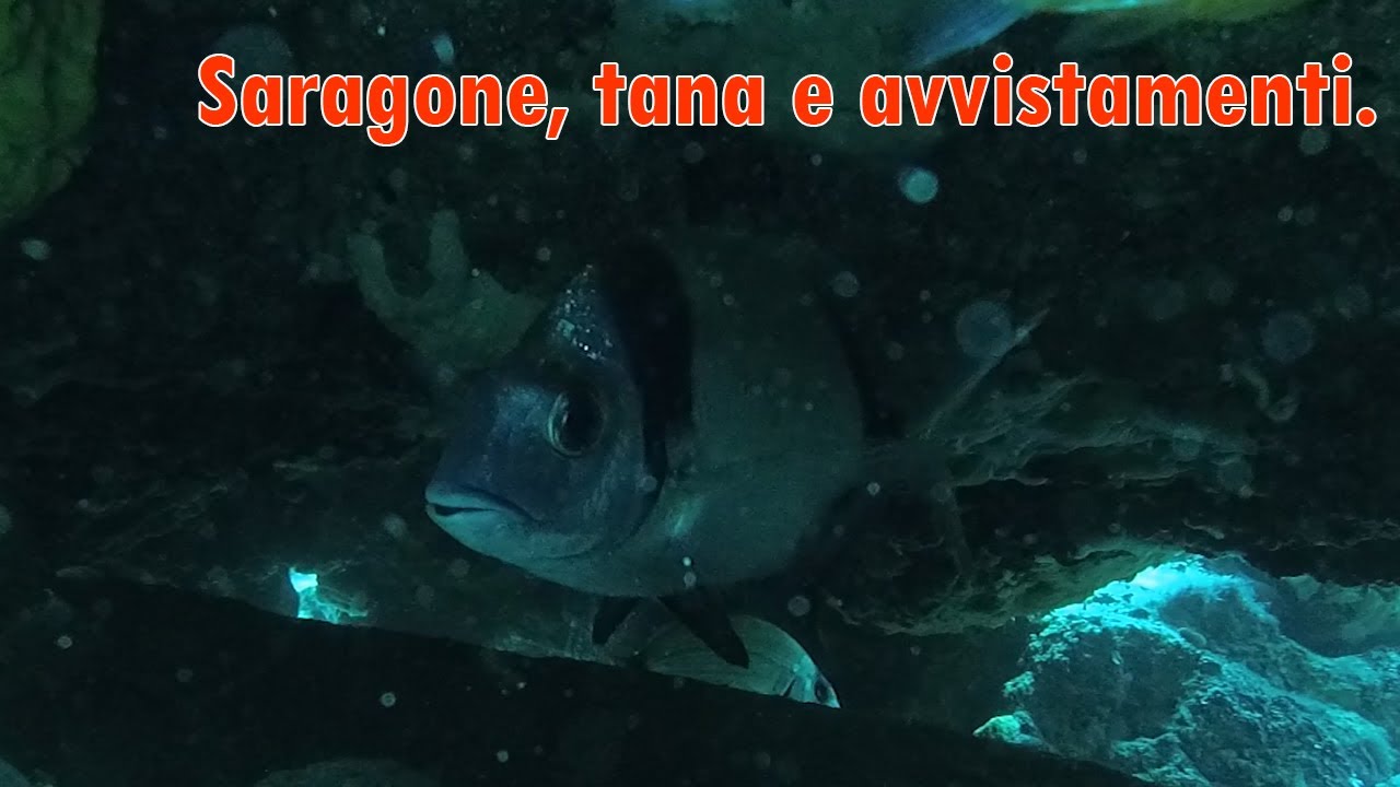 Caiman PescaSub - Saragone, tana e avvistamenti con le nuove Cetma EDGE