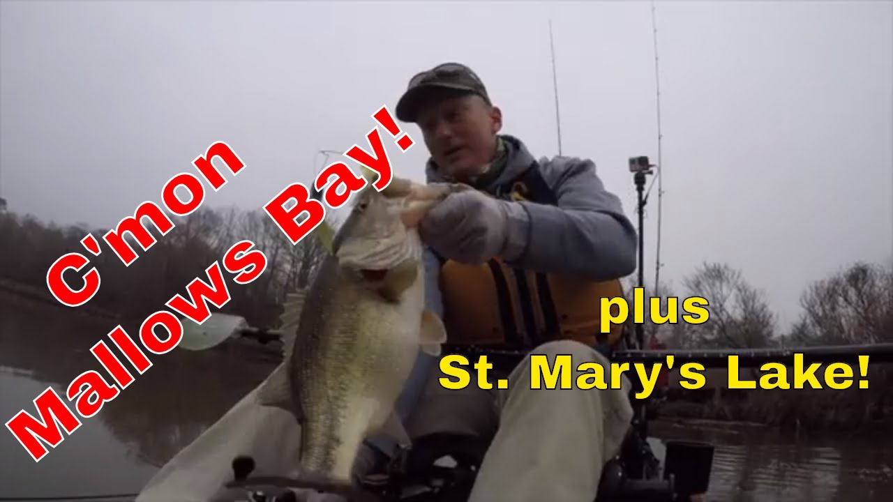 Give It Up Mallows Bay!