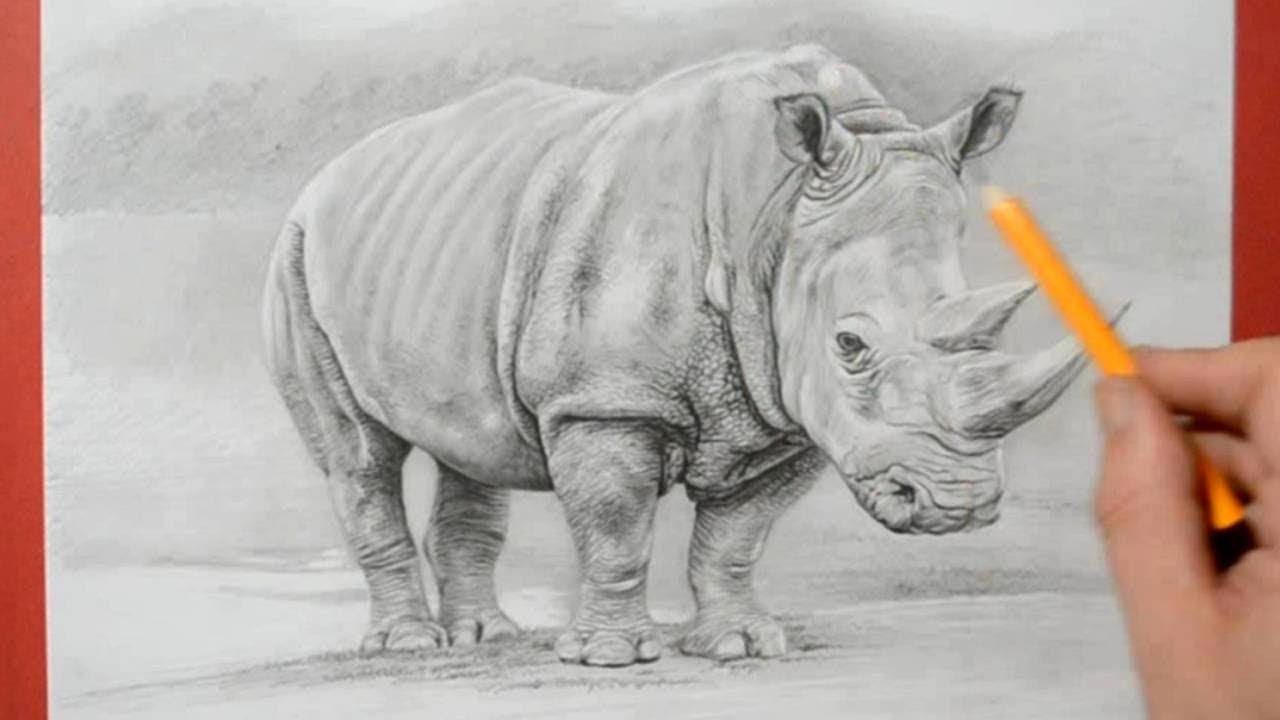 How to Draw a Rhinoceros - Realistic Pencil Drawing