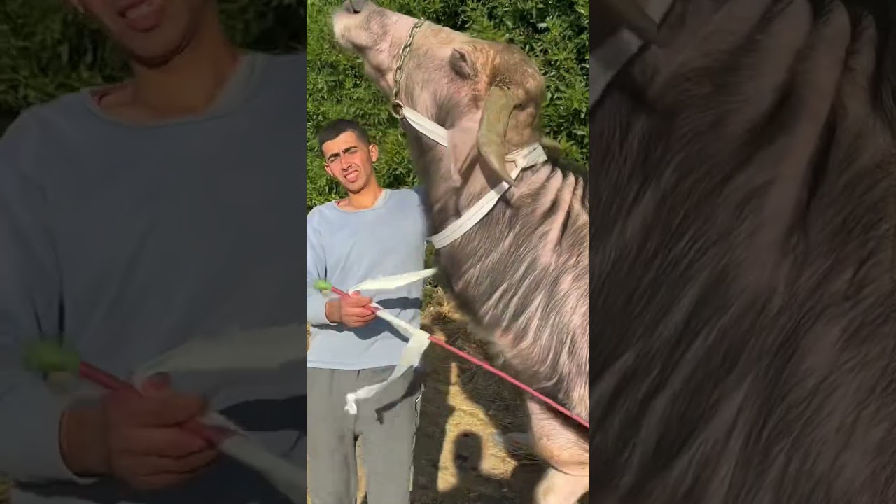 اجمل جاموسه منوفي وبقره هولشتاين في مصر اقل من المحجر ب٦٠ الف جنيه|حمادة الهيتي التاجر الفصيح|