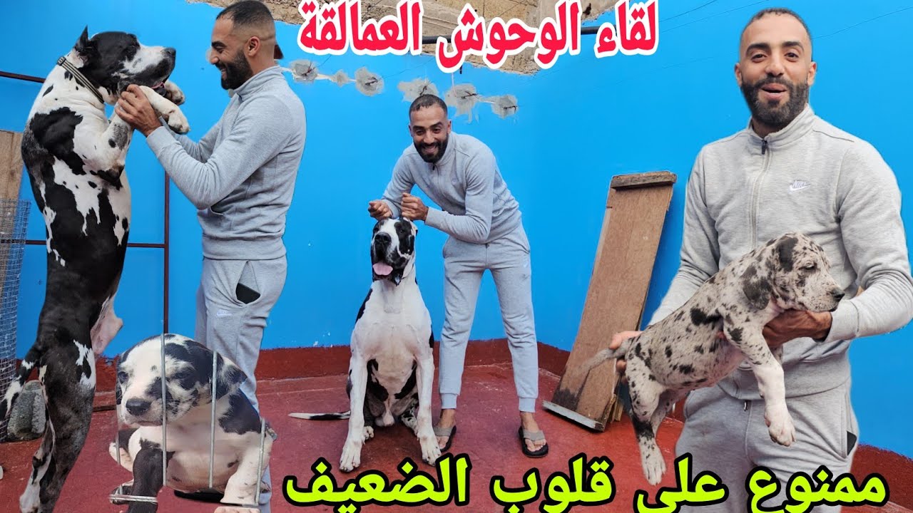 زيارة مفاجأة💥 عند مولوع حميد مع الاسطورة🏆 dog allman arrlocan😱  خطر 🔞ممنوع ⛔علي قلوب⭐ الضعيف😷 جمالك😍