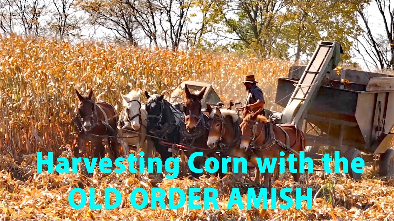 Harvesting, Grinding & Storing Ear Corn w/the OLD ORDER AMISH & Their HORSES in Lancaster County, PA