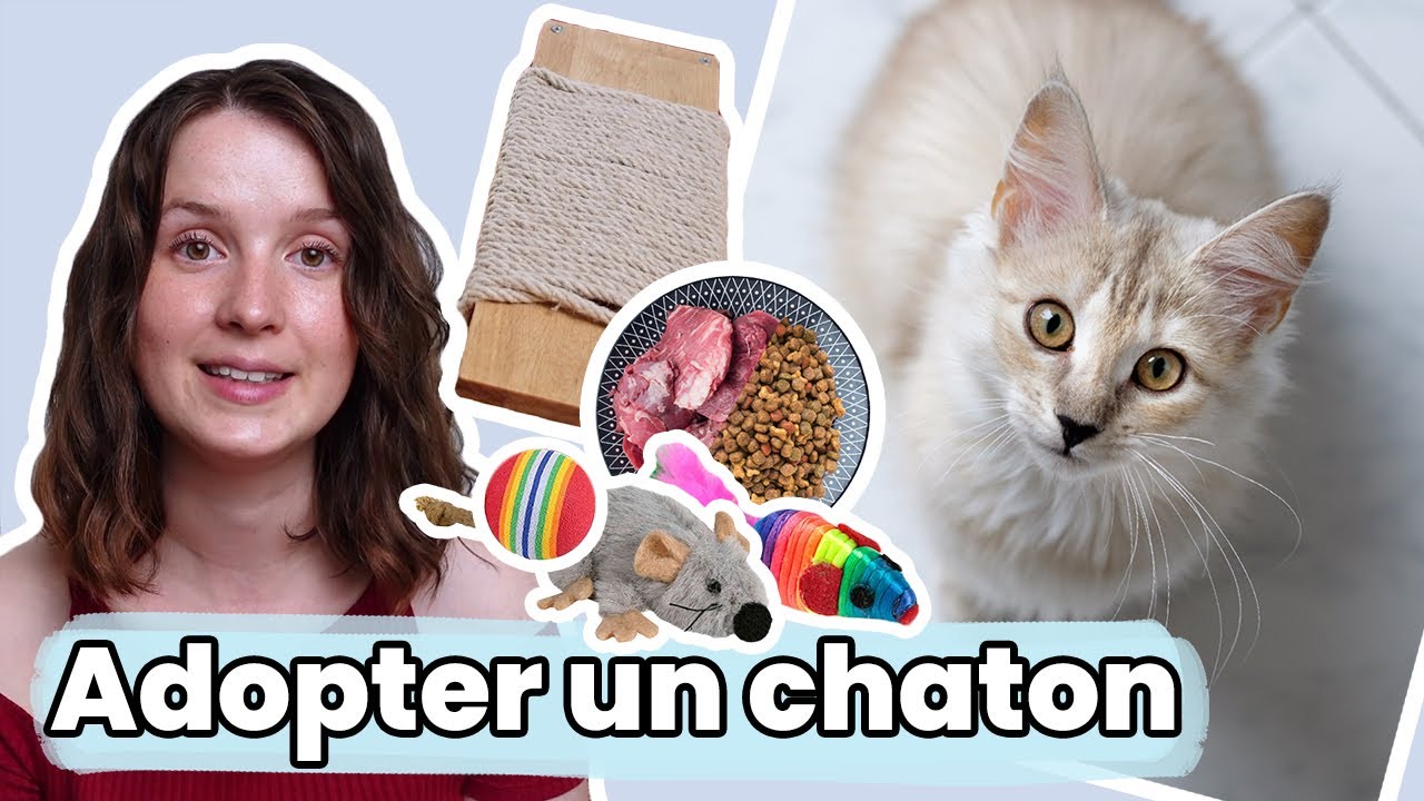 Les INDISPENSABLES pour adopter un chaton : TOUT ce qu&rsquo;il vous faut !!